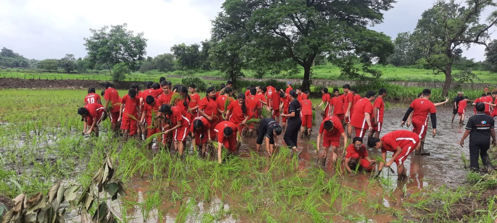 Students planting in a paddy field